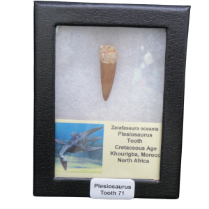 Plesiosaurus tooth fossil mounted in a black display case with a caption reading 'Plesiosaurus Tooth 71' and a small plesiosaur illustration.