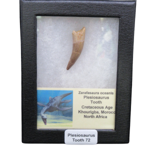 Fossil plesiosaurus tooth mounted in a black display case with a label reading 'Plesiosaurus Tooth 72'.