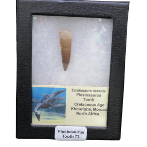 Fossil plesiosaur tooth mounted in a black display case with label 'Plesiosaurus Tooth 73'.