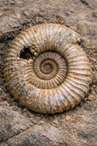 Mosasaur Bite Mark Image