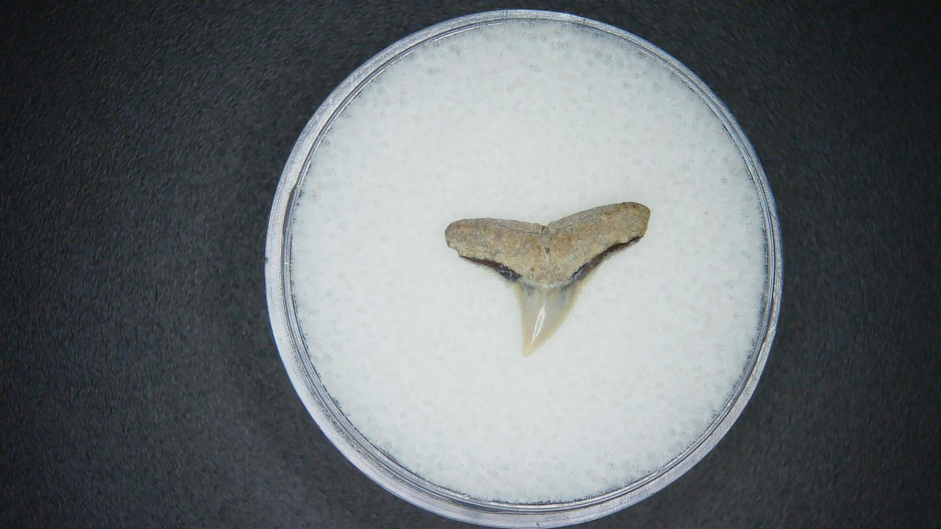 North Carolina Lee Creek Mine Carcharhinus brachyurus Extinct Shark Tooth 1 | Fossils for Sale Genuine Lee Creek Mine Carcharhinus brachyurus Extinct Shark Tooth Fossil for Sale from North Carolina #1