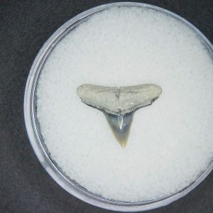 North Carolina Lee Creek Mine Carcharhinus brachyurus Extinct Shark Tooth 10 | Fossils for Sale