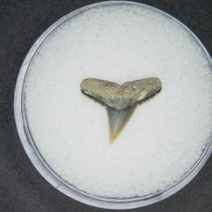 North Carolina Lee Creek Mine Carcharhinus brachyurus Extinct Shark Tooth 11 | Fossils for Sale