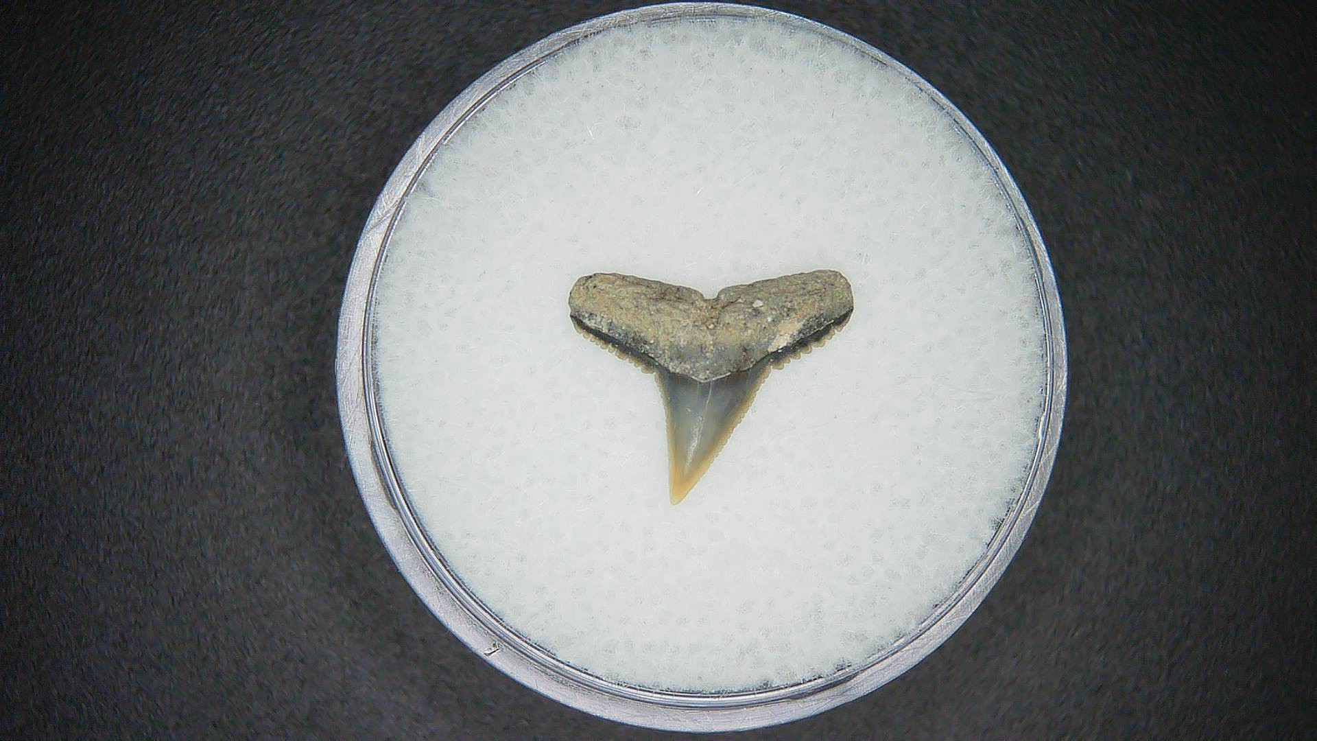 North Carolina Lee Creek Mine Carcharhinus brachyurus Extinct Shark Tooth 11 | Fossils for Sale Genuine Lee Creek Mine Carcharhinus brachyurus Extinct Shark Tooth Fossil for Sale from North Carolina #11