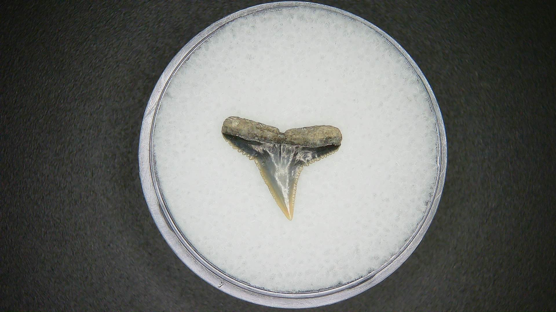North Carolina Lee Creek Mine Carcharhinus brachyurus Extinct Shark Tooth 11a | Fossils for Sale Genuine Lee Creek Mine Carcharhinus brachyurus Extinct Shark Tooth Fossil for Sale from North Carolina #11a