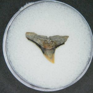North Carolina Lee Creek Mine Carcharhinus brachyurus Extinct Shark Tooth 12 | Fossils for Sale