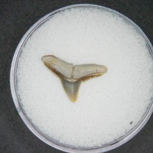 North Carolina Lee Creek Mine Carcharhinus brachyurus Extinct Shark Tooth 13 | Fossils for Sale