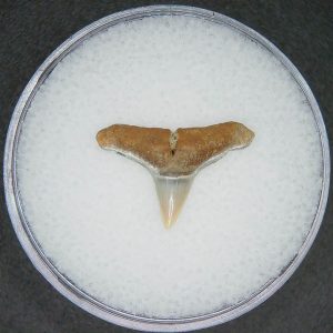 North Carolina Lee Creek Mine Carcharhinus brachyurus Extinct Shark Tooth 14 | Fossils for Sale