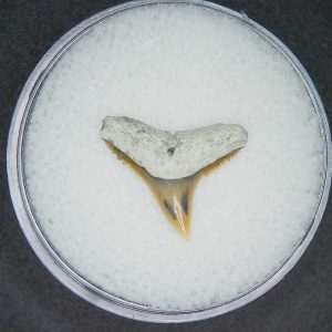 North Carolina Lee Creek Mine Carcharhinus brachyurus Extinct Shark Tooth 15 | Fossils for Sale
