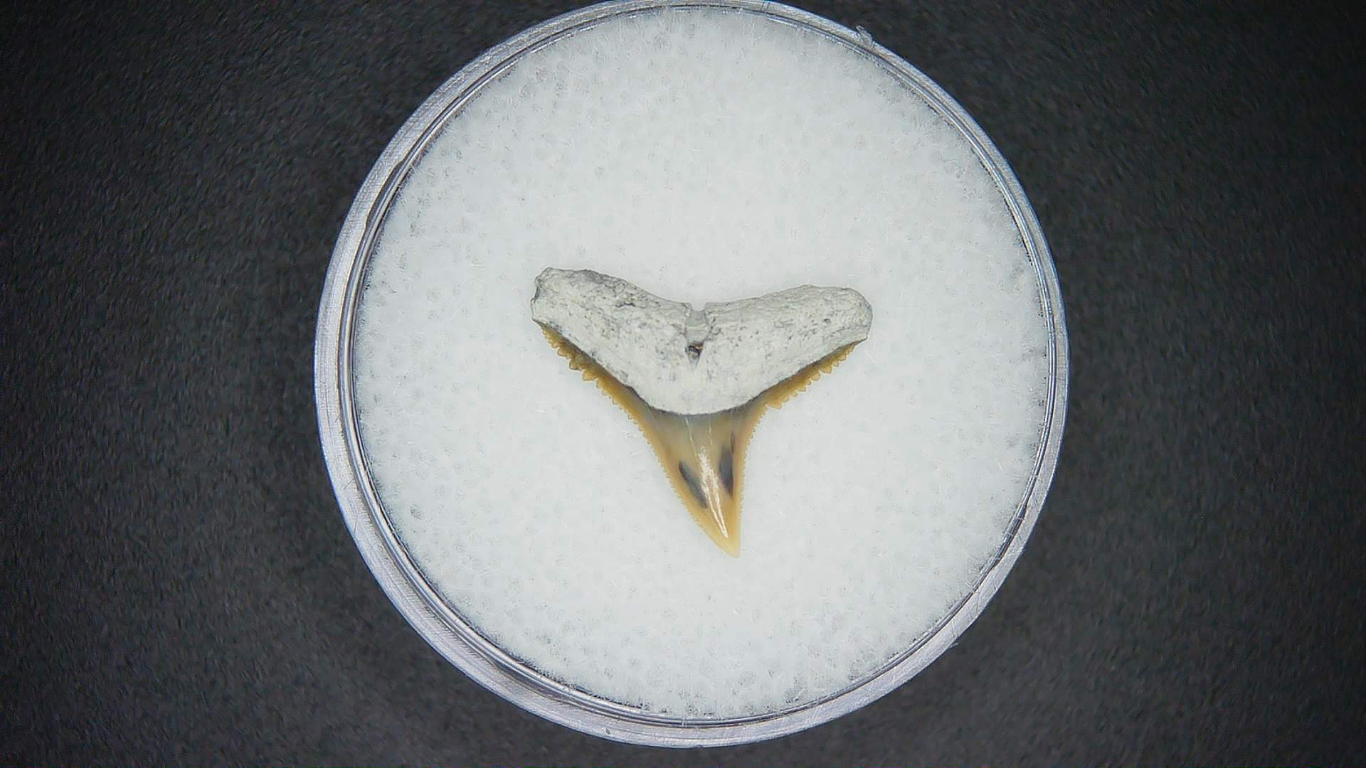 North Carolina Lee Creek Mine Carcharhinus brachyurus Extinct Shark Tooth 15 | Fossils for Sale Genuine Lee Creek Mine Carcharhinus brachyurus Extinct Shark Tooth Fossil for Sale from North Carolina #15