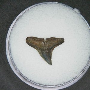 North Carolina Lee Creek Mine Carcharhinus brachyurus Extinct Shark Tooth 16 | Fossils for Sale