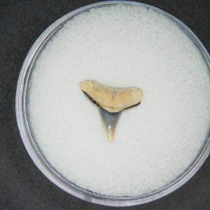 North Carolina Lee Creek Mine Carcharhinus brachyurus Extinct Shark Tooth 17 | Fossils for Sale
