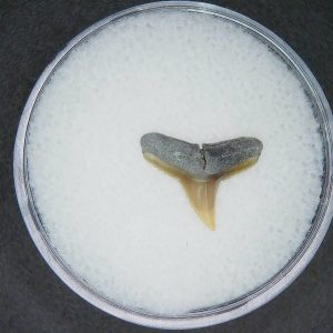 North Carolina Lee Creek Mine Carcharhinus brachyurus Extinct Shark Tooth 18 | Fossils for Sale