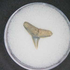 North Carolina Lee Creek Mine Carcharhinus brachyurus Extinct Shark Tooth 19 | Fossils for Sale