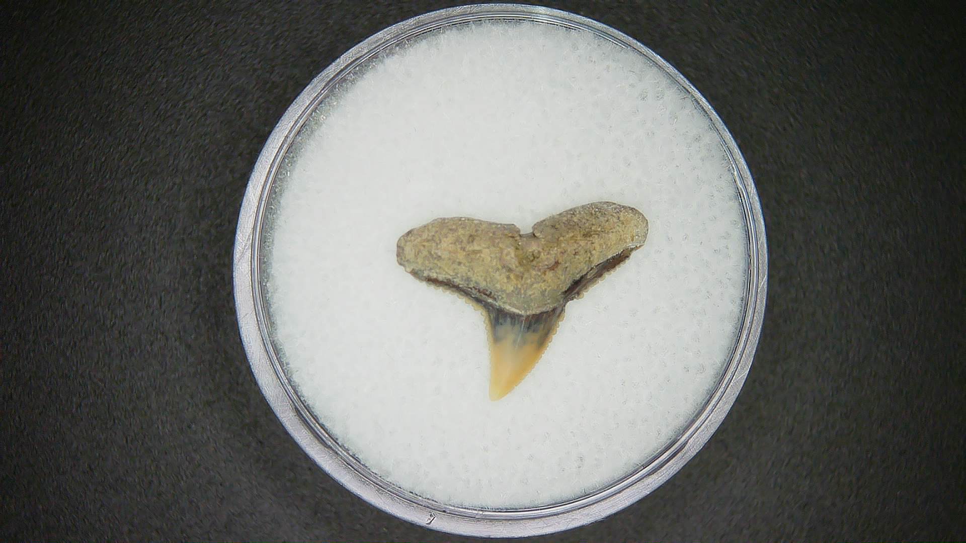 North Carolina Lee Creek Mine Carcharhinus brachyurus Extinct Shark Tooth 2 | Fossils for Sale Genuine Lee Creek Mine Carcharhinus brachyurus Extinct Shark Tooth Fossil for Sale from North Carolina #2