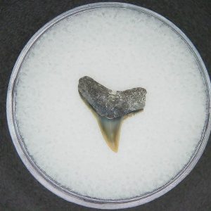 North Carolina Lee Creek Mine Carcharhinus brachyurus Extinct Shark Tooth 20 | Fossils for Sale