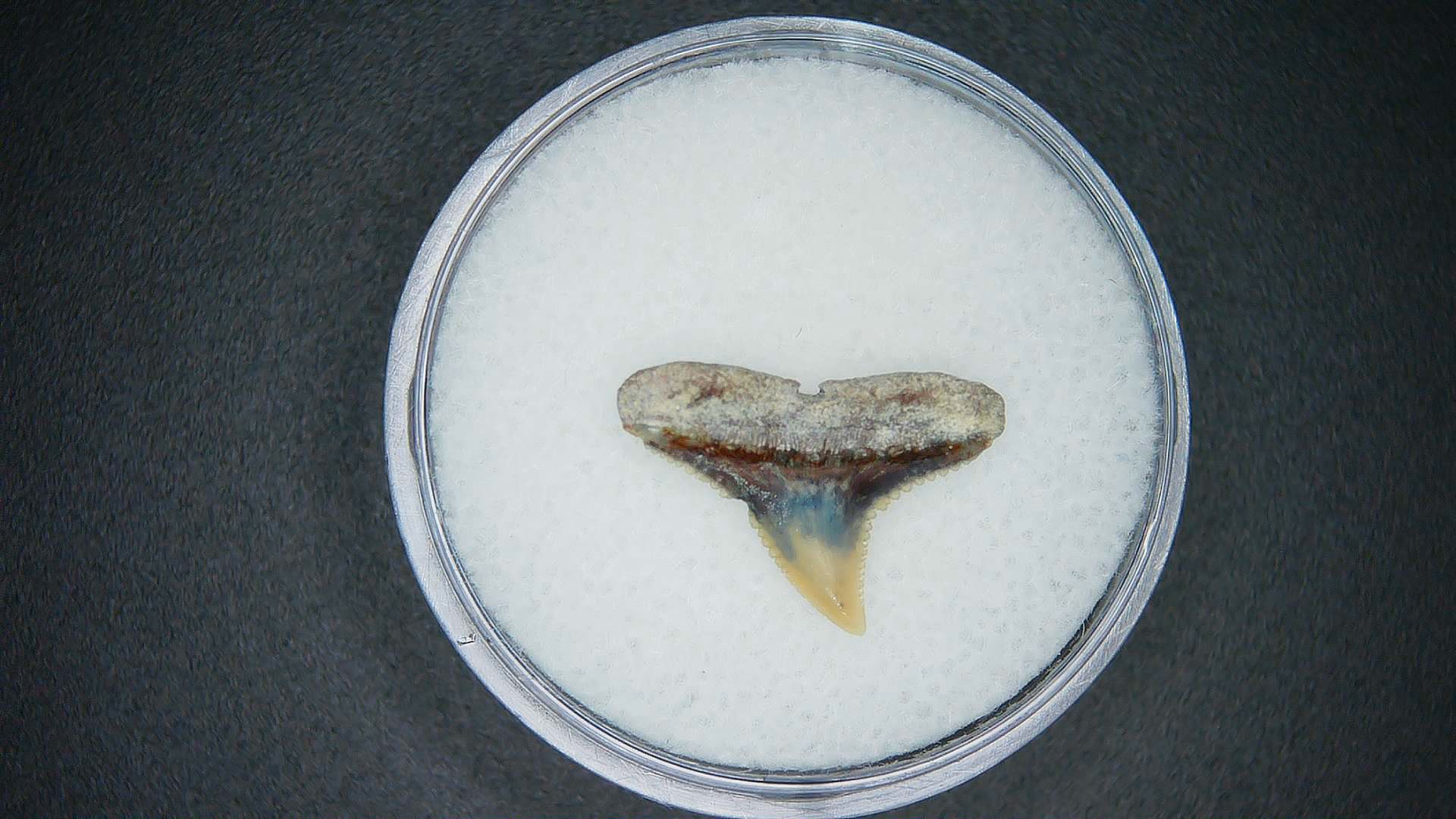 North Carolina Lee Creek Mine Carcharhinus brachyurus Extinct Shark Tooth 2a | Fossils for Sale Genuine Lee Creek Mine Carcharhinus brachyurus Extinct Shark Tooth Fossil for Sale from North Carolina #2a