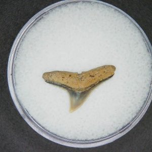 North Carolina Lee Creek Mine Carcharhinus brachyurus Extinct Shark Tooth 3 | Fossils for Sale