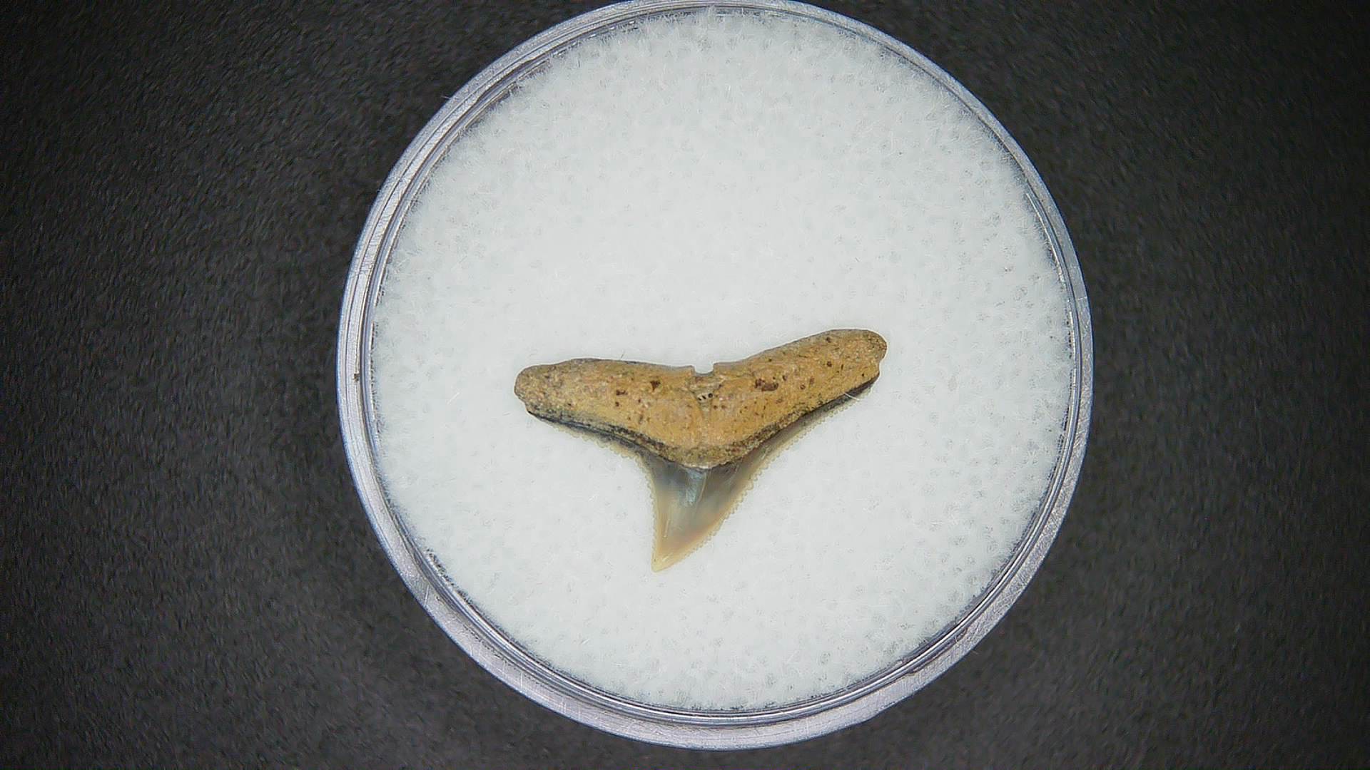 North Carolina Lee Creek Mine Carcharhinus brachyurus Extinct Shark Tooth 3 | Fossils for Sale Genuine Lee Creek Mine Carcharhinus brachyurus Extinct Shark Tooth Fossil for Sale from North Carolina #3