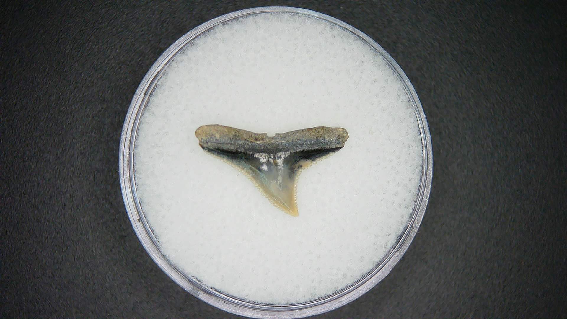 North Carolina Lee Creek Mine Carcharhinus brachyurus Extinct Shark Tooth 3a | Fossils for Sale Genuine Lee Creek Mine Carcharhinus brachyurus Extinct Shark Tooth Fossil for Sale from North Carolina #3a