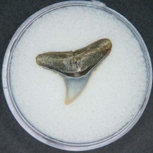 North Carolina Lee Creek Mine Carcharhinus brachyurus Extinct Shark Tooth 4 | Fossils for Sale