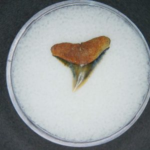 North Carolina Lee Creek Mine Carcharhinus brachyurus Extinct Shark Tooth 5 | Fossils for Sale