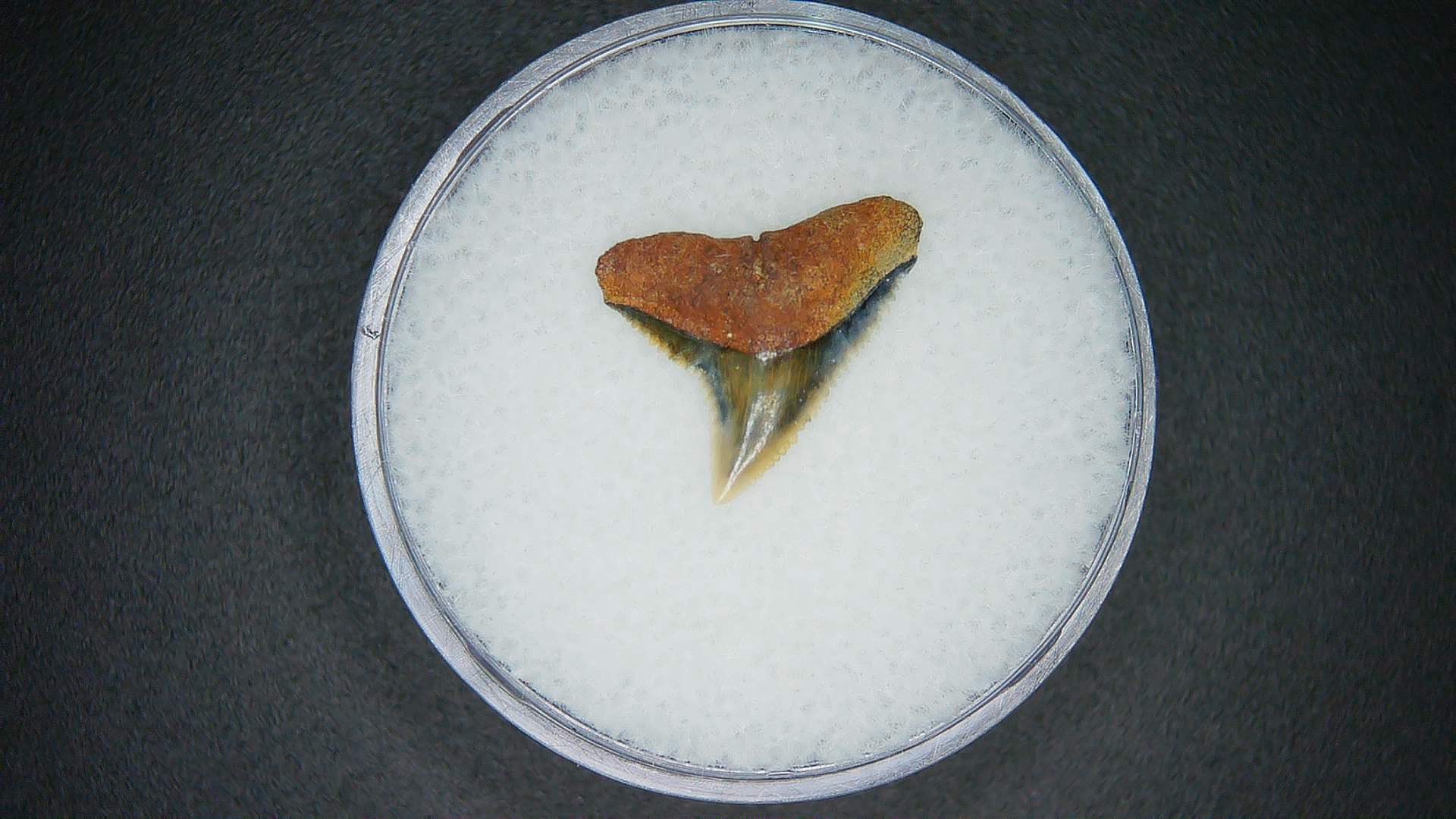 North Carolina Lee Creek Mine Carcharhinus brachyurus Extinct Shark Tooth 5 | Fossils for Sale Genuine Lee Creek Mine Carcharhinus brachyurus Extinct Shark Tooth Fossil for Sale from North Carolina #5
