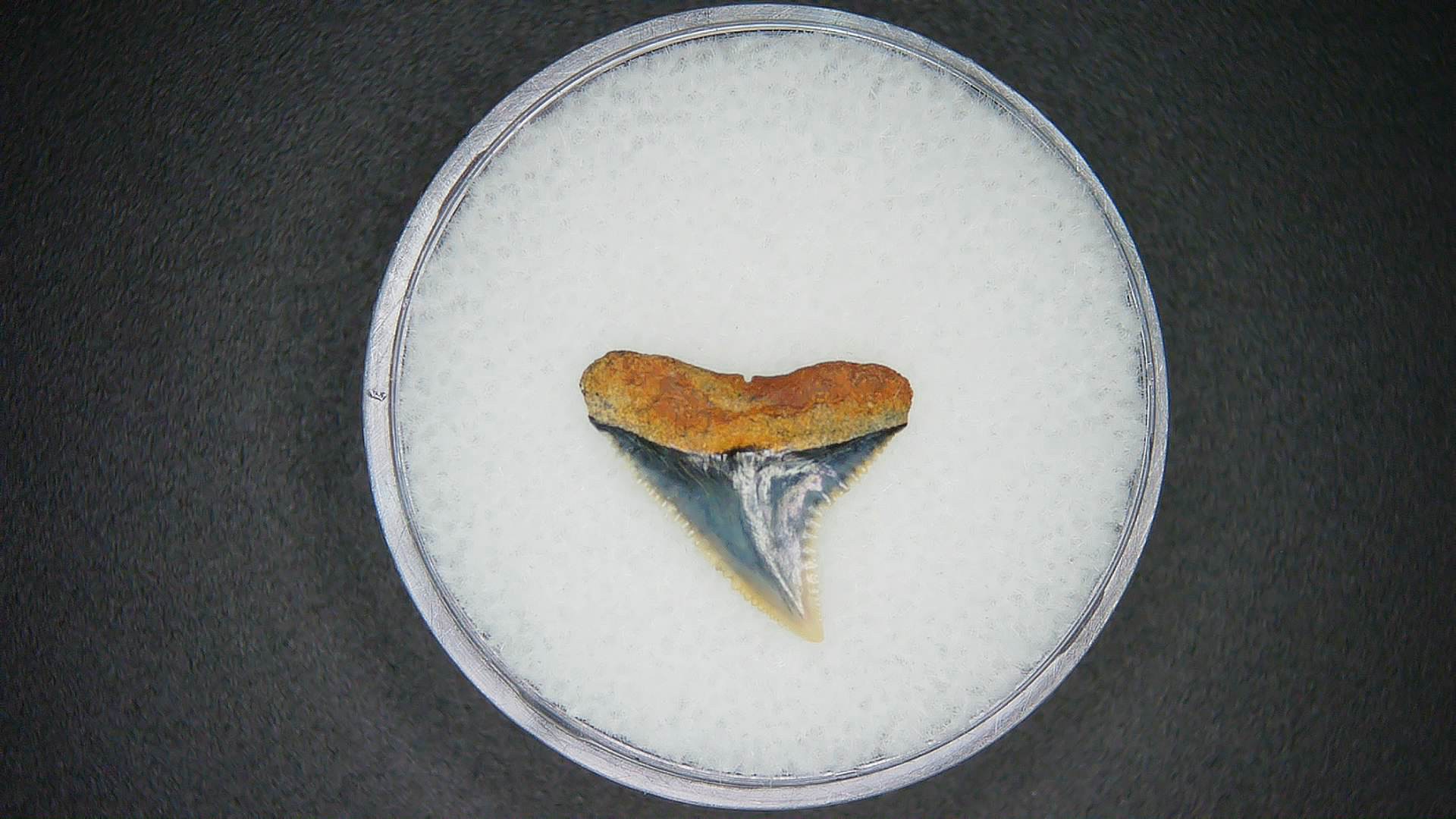 North Carolina Lee Creek Mine Carcharhinus brachyurus Extinct Shark Tooth 5a | Fossils for Sale Genuine Lee Creek Mine Carcharhinus brachyurus Extinct Shark Tooth Fossil for Sale from North Carolina #5a