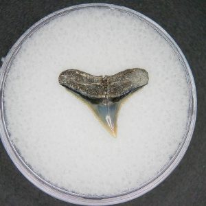 North Carolina Lee Creek Mine Carcharhinus brachyurus Extinct Shark Tooth 6 | Fossils for Sale
