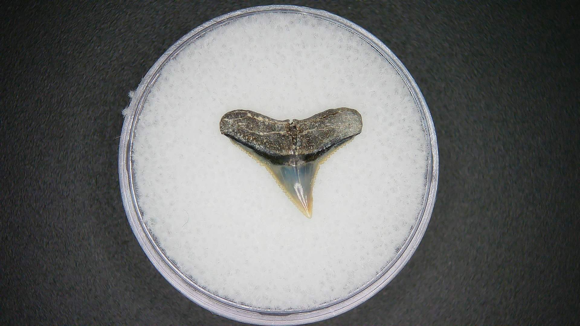North Carolina Lee Creek Mine Carcharhinus brachyurus Extinct Shark Tooth 6 | Fossils for Sale Genuine Lee Creek Mine Carcharhinus brachyurus Extinct Shark Tooth Fossil for Sale from North Carolina #6