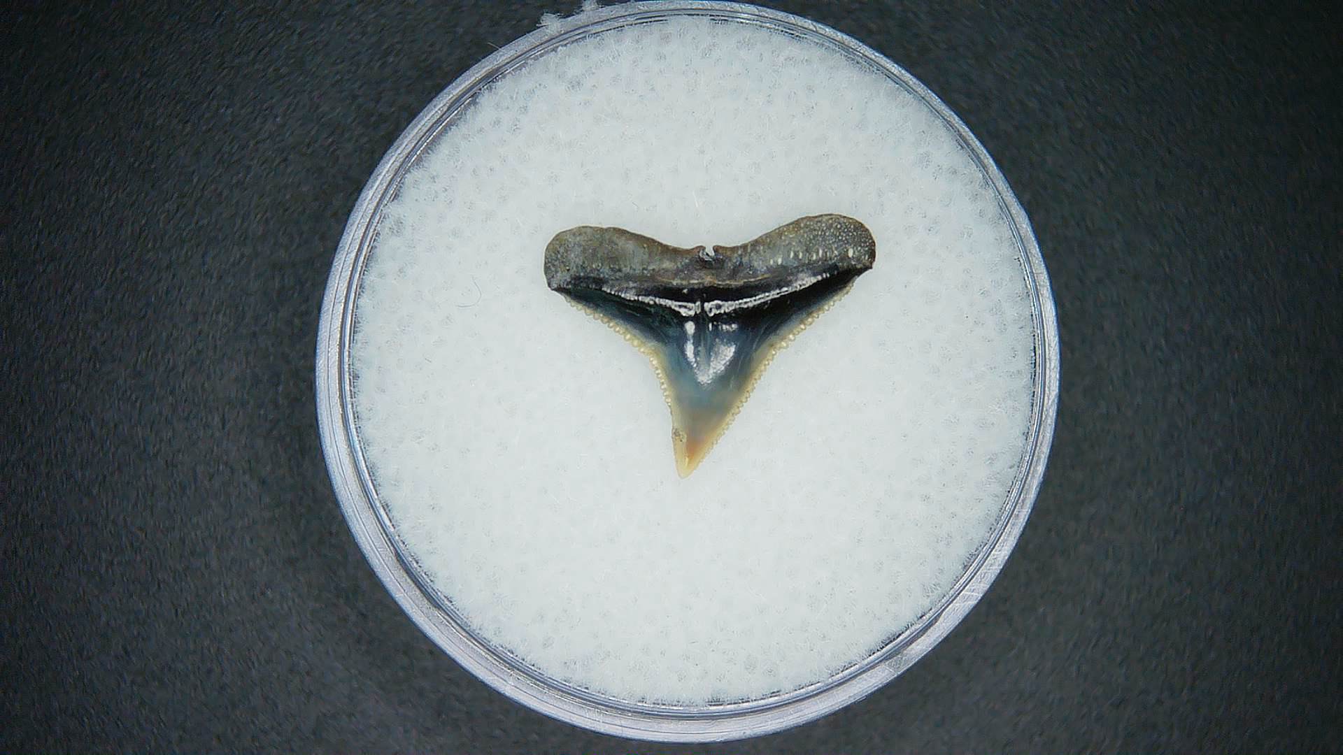 North Carolina Lee Creek Mine Carcharhinus brachyurus Extinct Shark Tooth 6a | Fossils for Sale Genuine Lee Creek Mine Carcharhinus brachyurus Extinct Shark Tooth Fossil for Sale from North Carolina #6a
