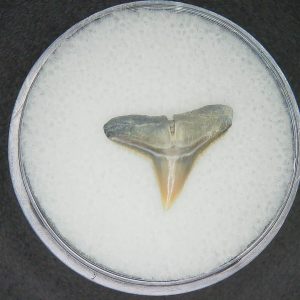 North Carolina Lee Creek Mine Carcharhinus brachyurus Extinct Shark Tooth 7 | Fossils for Sale