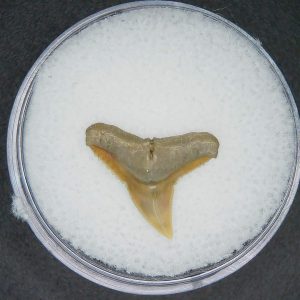 North Carolina Lee Creek Mine Carcharhinus brachyurus Extinct Shark Tooth 8 | Fossils for Sale