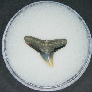 North Carolina Lee Creek Mine Carcharhinus brachyurus Extinct Shark Tooth 9 | Fossils for Sale