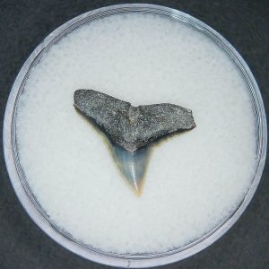 Carcharhinus falciformis Extinct Shark Tooth Fossil for Sale #13