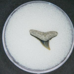 Carcharhinus falciformis Extinct Shark Tooth Fossil for Sale #14