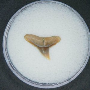 Carcharhinus falciformis Extinct Shark Tooth Fossil for Sale #17