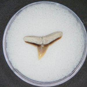Carcharhinus falciformis Extinct Shark Tooth Fossil for Sale #18