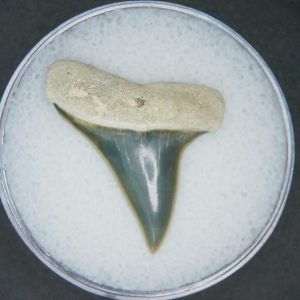 Carcharodon hastalis Extinct Mako Shark Tooth Fossil for Sale #1