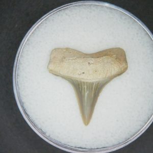 Genuine Lee Creek Mine Carcharodon hastalis Extinct Mako Shark Tooth Fossil for Sale from North Carolina #11