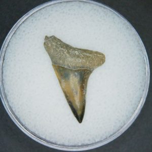 Genuine Lee Creek Mine Carcharodon hastalis Extinct Mako Shark Tooth Fossil for Sale from North Carolina #12