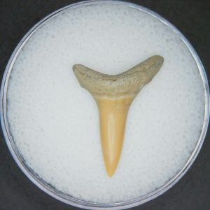 Genuine Lee Creek Mine Carcharodon hastalis Extinct Mako Shark Tooth Fossil for Sale from North Carolina #13