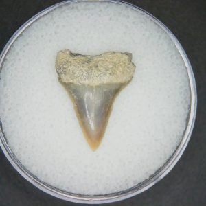Genuine Lee Creek Mine Carcharodon hastalis Extinct Mako Shark Tooth Fossil for Sale from North Carolina #14
