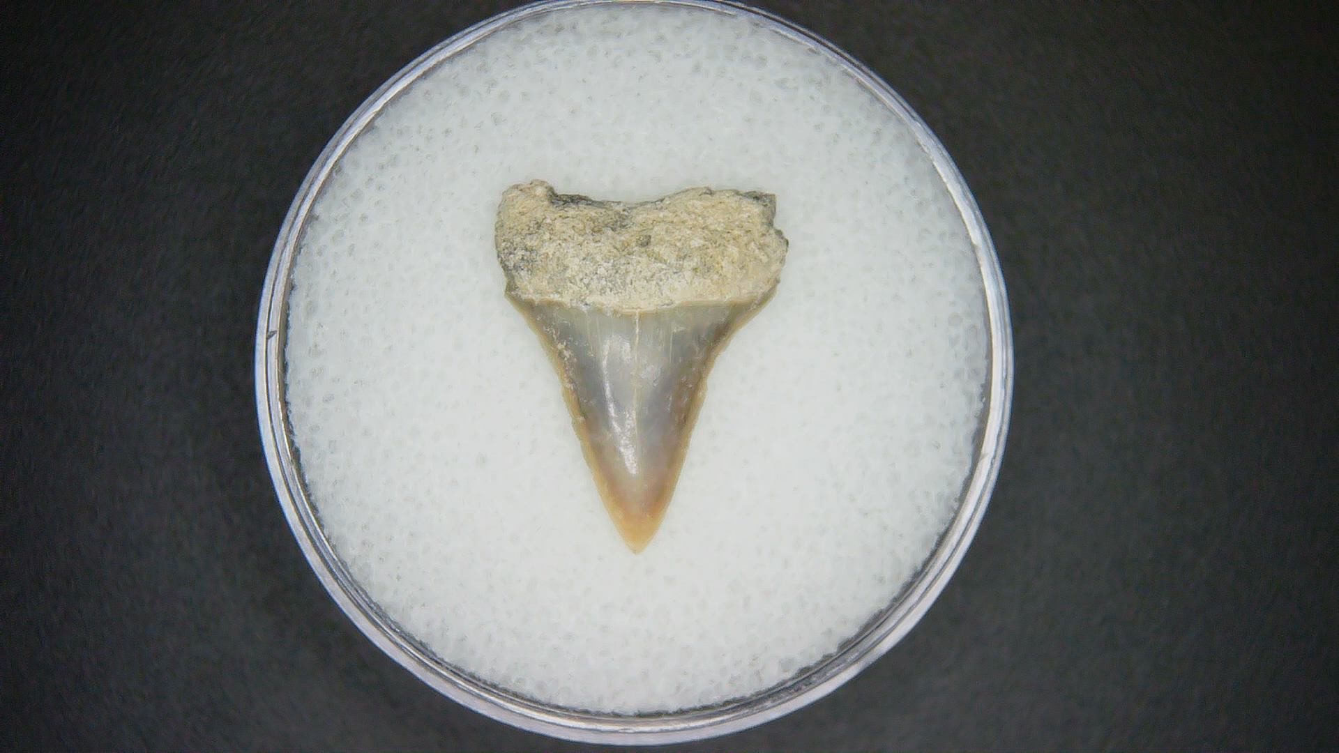 North Carolina Lee Creek Mine Carcharodon hastalis Extinct Mako Shark Tooth 14 | Fossils for Sale Genuine Lee Creek Mine Carcharodon hastalis Extinct Mako Shark Tooth Fossil for Sale from North Carolina #14