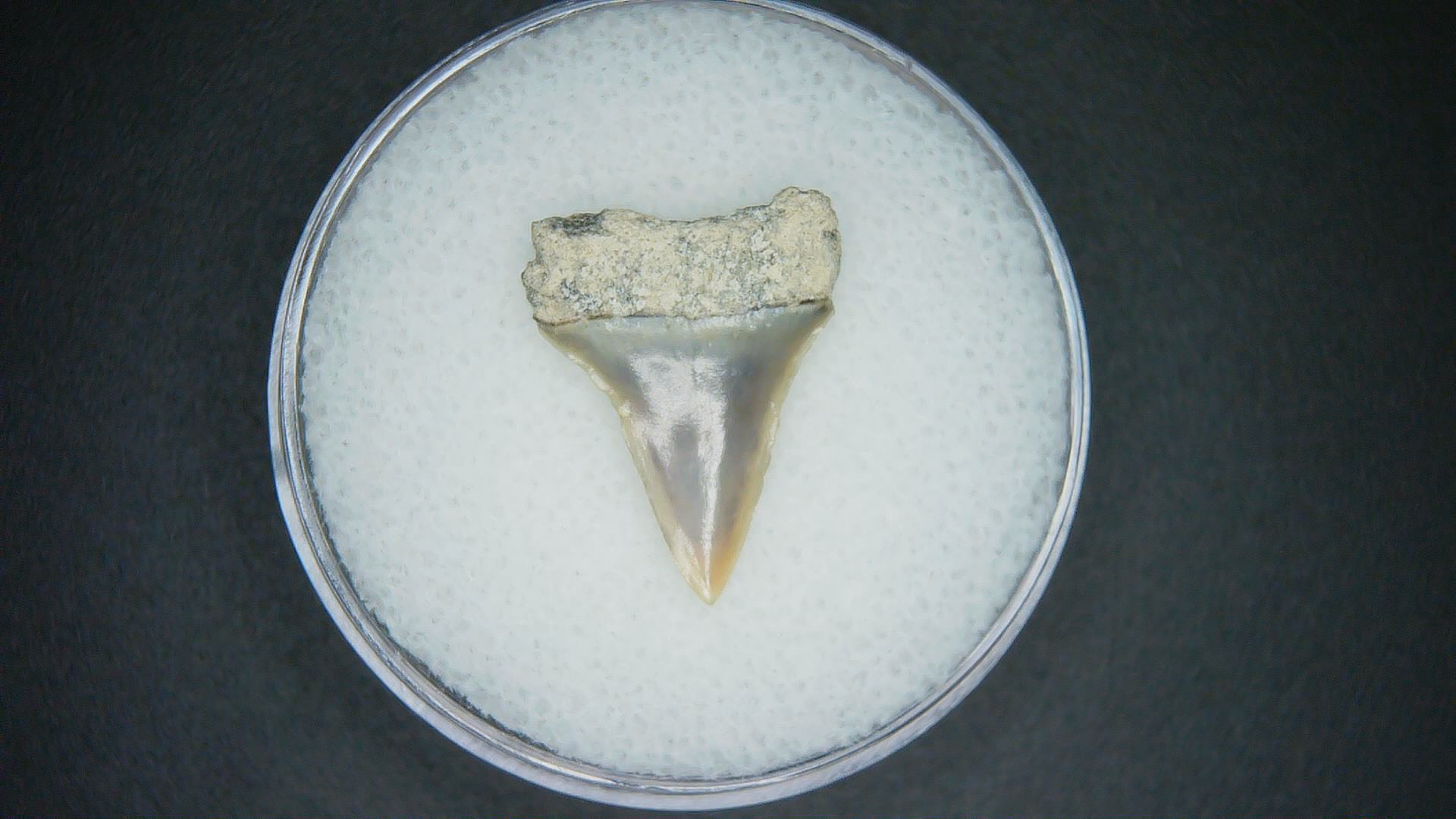North Carolina Lee Creek Mine Carcharodon hastalis Extinct Mako Shark Tooth 14a | Fossils for Sale Genuine Lee Creek Mine Carcharodon hastalis Extinct Mako Shark Tooth Fossil for Sale from North Carolina #14a