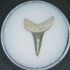 Genuine Lee Creek Mine Carcharodon hastalis Extinct Mako Shark Tooth Fossil for Sale from North Carolina #15