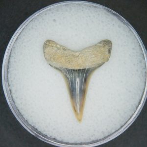 Genuine Lee Creek Mine Carcharodon hastalis Extinct Mako Shark Tooth Fossil for Sale from North Carolina #16
