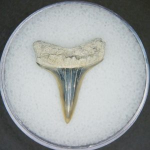 Genuine Lee Creek Mine Carcharodon hastalis Extinct Mako Shark Tooth Fossil for Sale from North Carolina #17