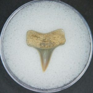 Genuine Lee Creek Mine Carcharodon hastalis Extinct Mako Shark Tooth Fossil for Sale from North Carolina #18