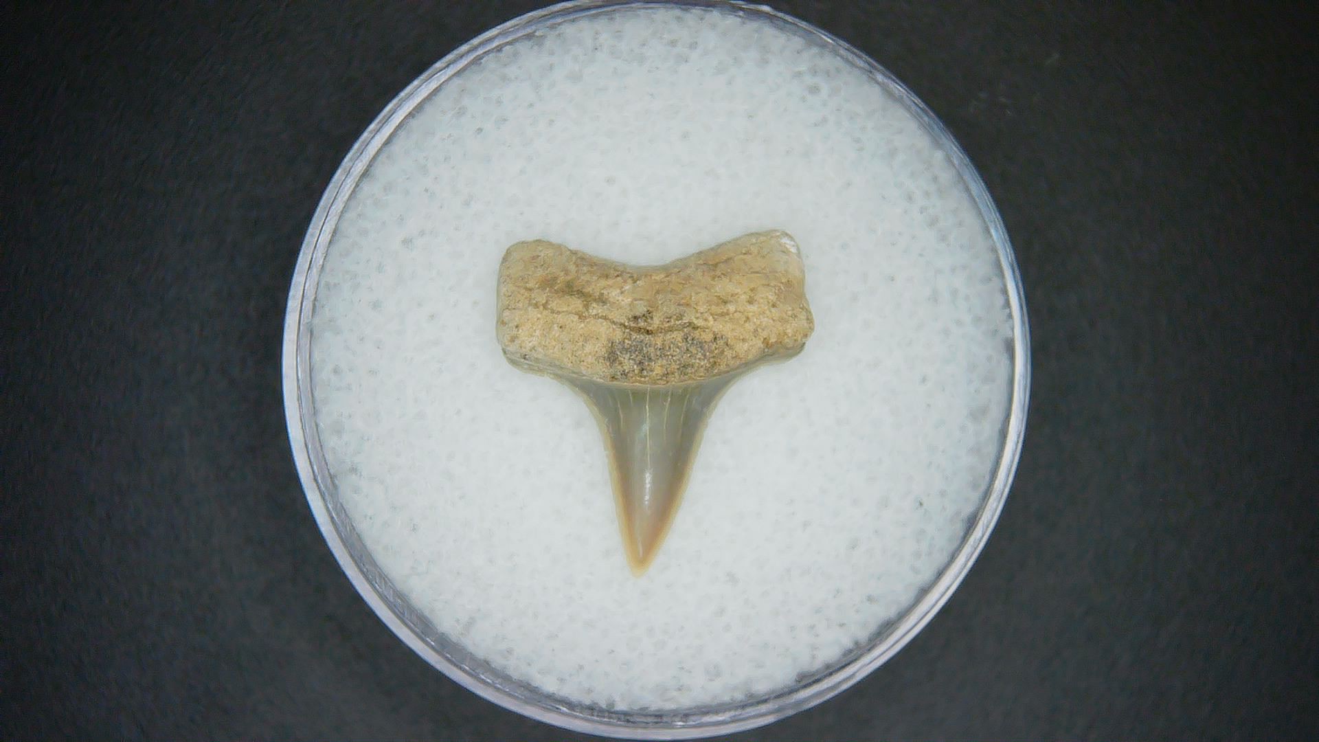 North Carolina Lee Creek Mine Carcharodon hastalis Extinct Mako Shark Tooth 18 | Fossils for Sale Genuine Lee Creek Mine Carcharodon hastalis Extinct Mako Shark Tooth Fossil for Sale from North Carolina #18